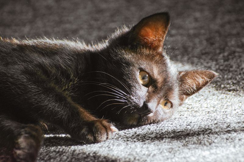 黒猫のくろ