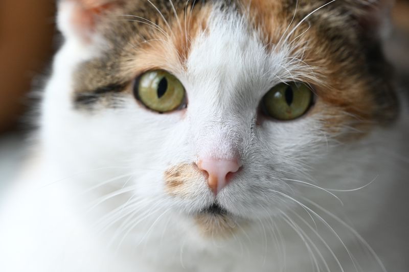 三毛猫のみけ