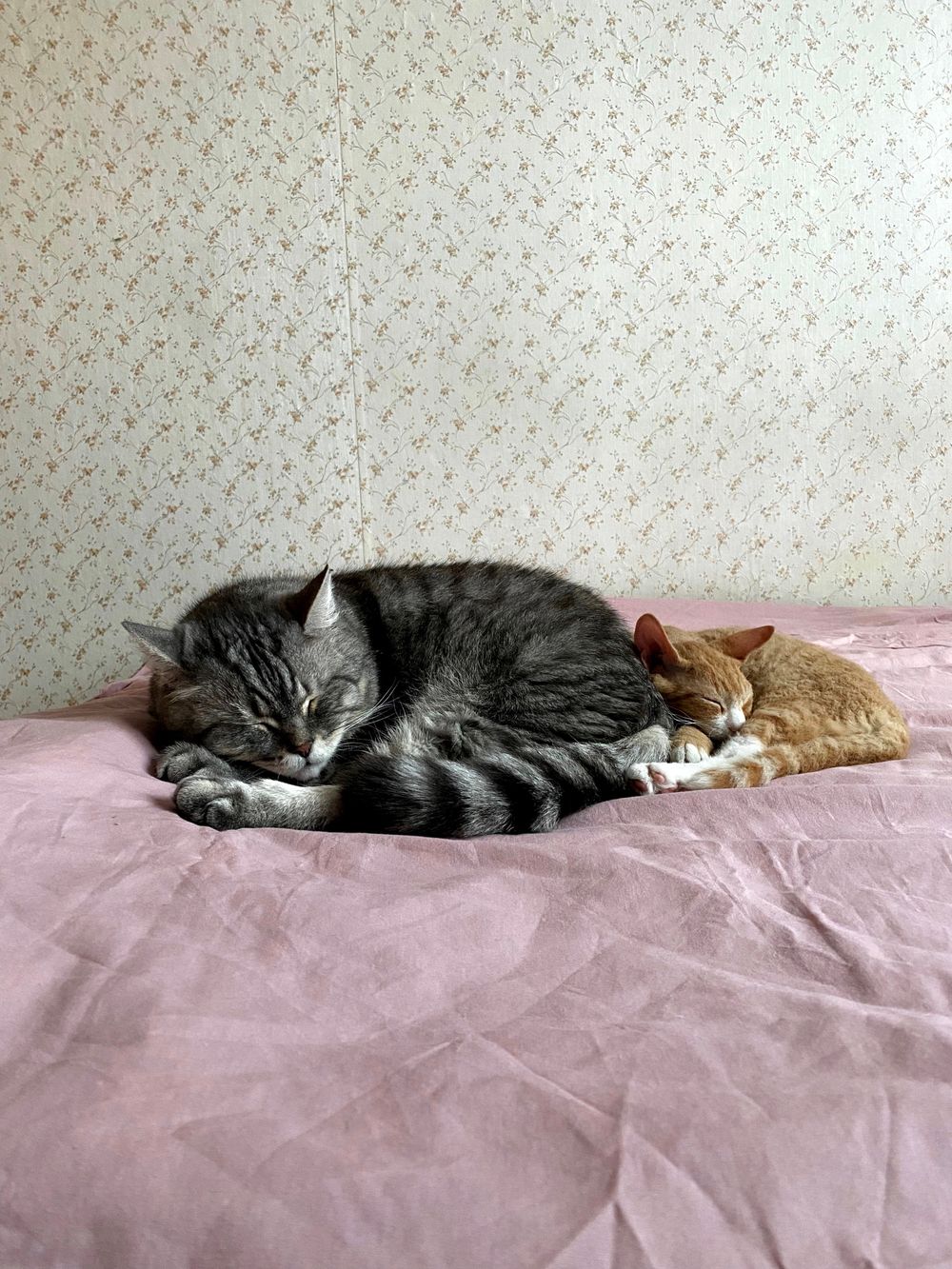 仲良く寄り添って眠る2匹の猫