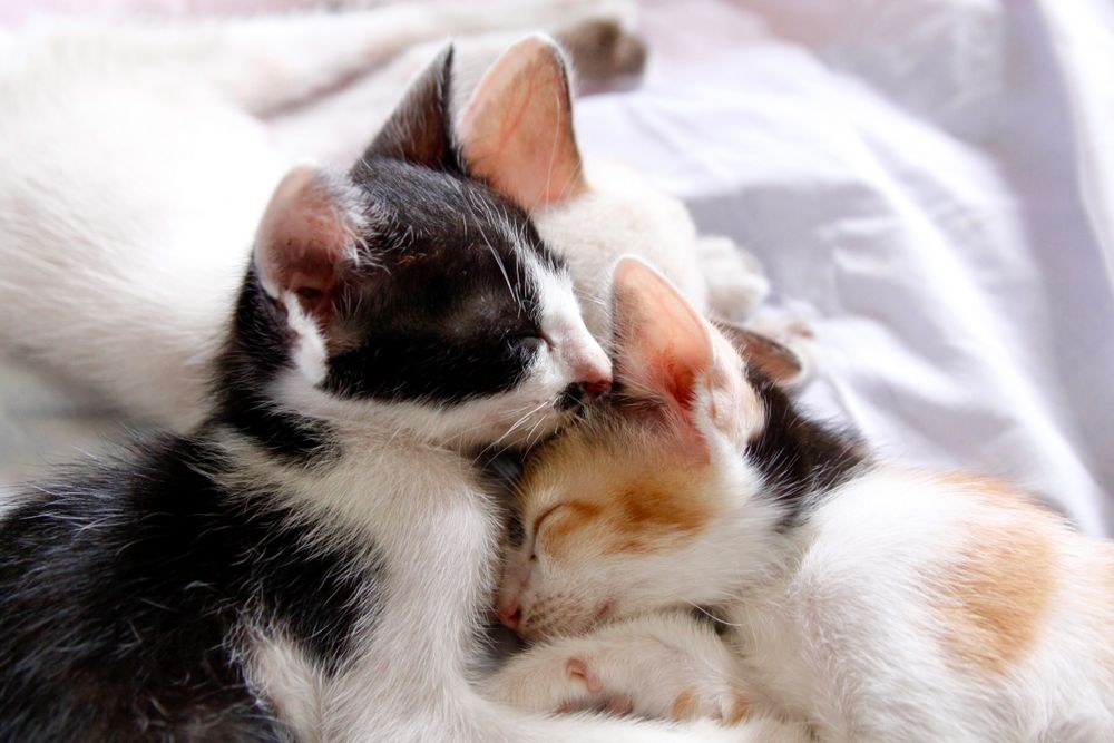 くっつきあって眠る子猫たち