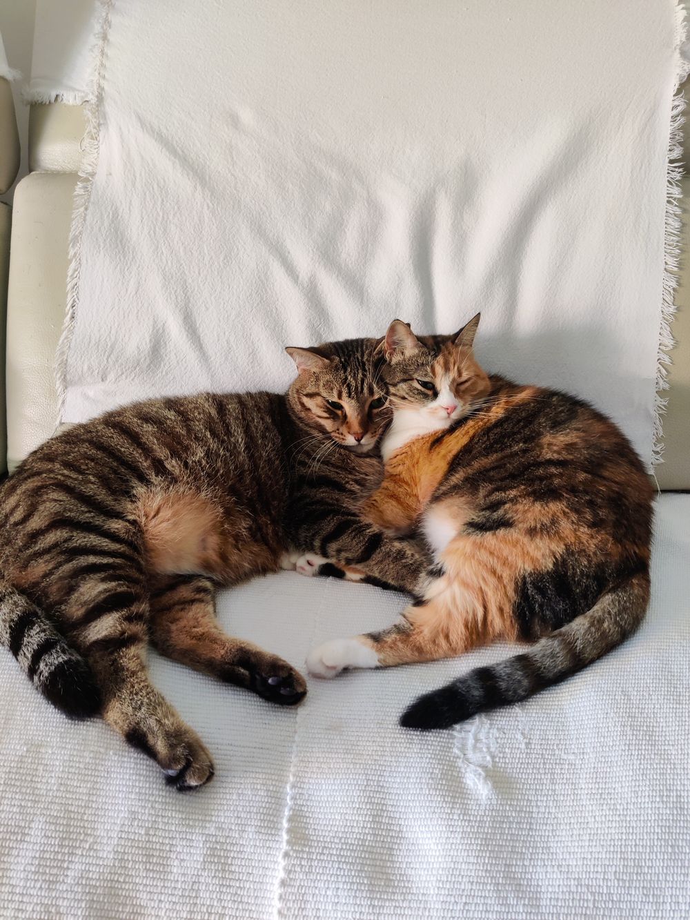 毛布の上で甘え合う猫たち